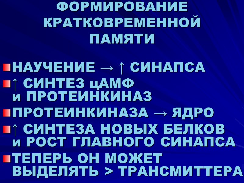 ФОРМИРОВАНИЕ КРАТКОВРЕМЕННОЙ ПАМЯТИ НАУЧЕНИЕ → ↑ СИНАПСА  ↑ СИНТЕЗ цАМФ  и ПРОТЕИНКИНАЗ